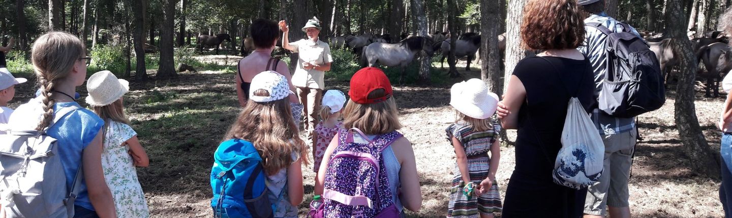 Teilnehmer der Tour im stehen im Wald im Vordergrund. Wildpferde im Hintergrund