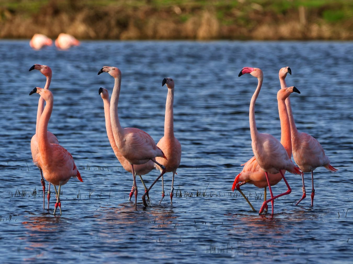 Flamingos im Wasser_Facebook