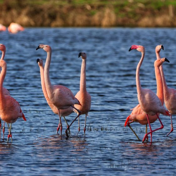 Flamingos im Wasser_Facebook