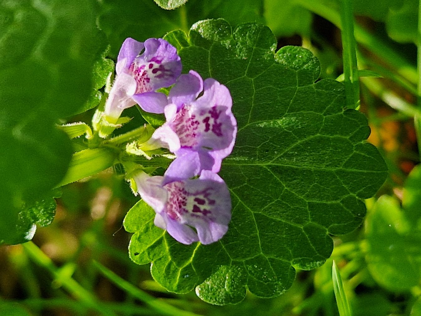 Veranstaltungsbild_Gundermann_gross