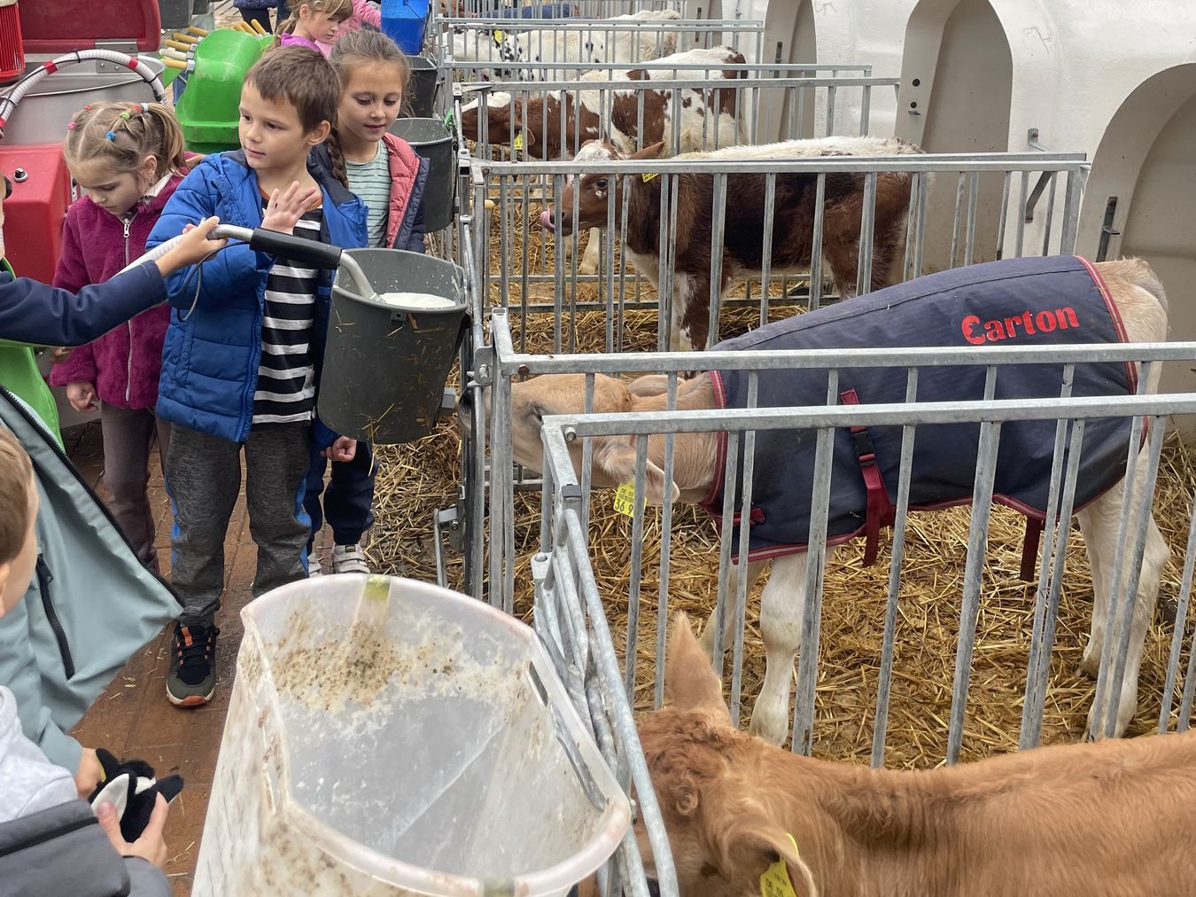 Fit in Deutsch Kälber füttern