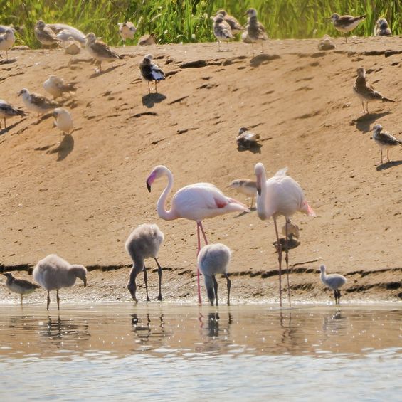Flamingokueken_2026