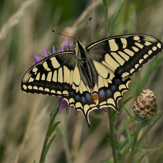 Veranstaltungsbild_Naturfotos aus Vreden_Ein_Schwalbenschwanz