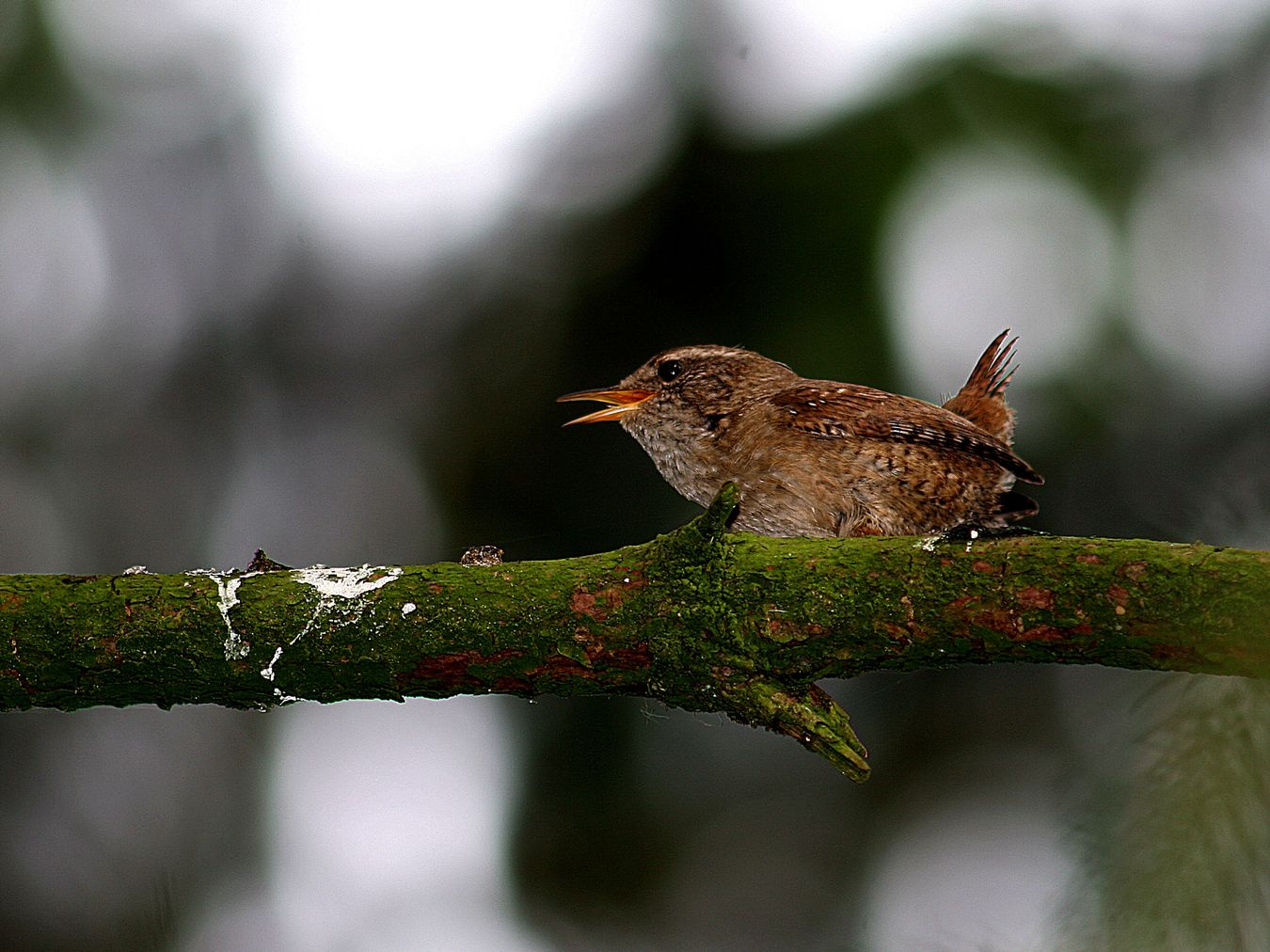 BSZ_Veranstaltungsbild_Zaunkonig_01_2007_H_Stroetmann