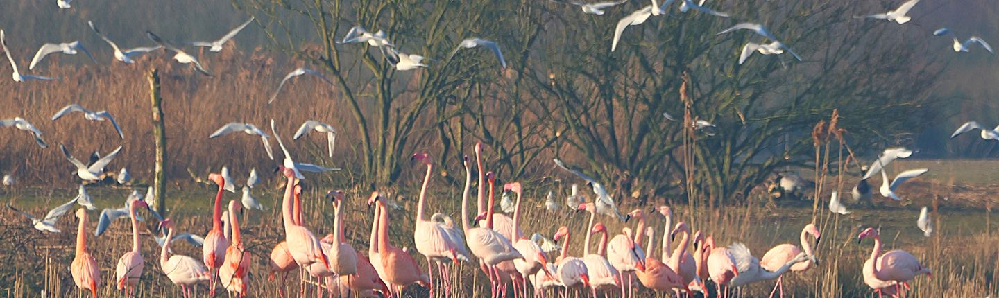 Flamingos_Möwen ZV_04_03_2025