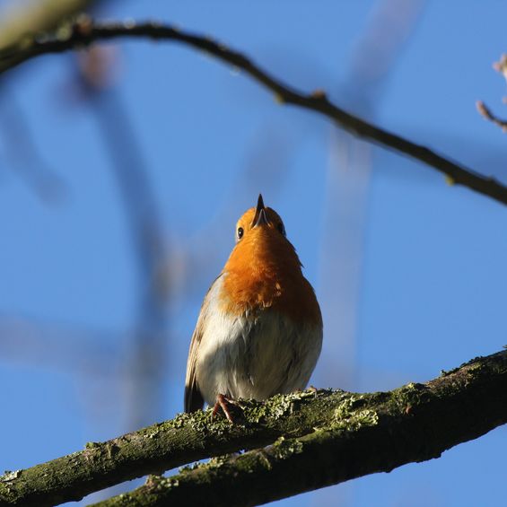 BSZ_Wer piepte denn da - Laptop_2016_096