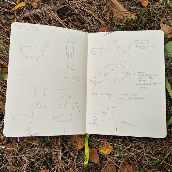 Nature-Journaling_Potato-Birds