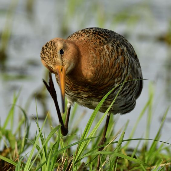 Vorstellung_ADEBAR_DReich