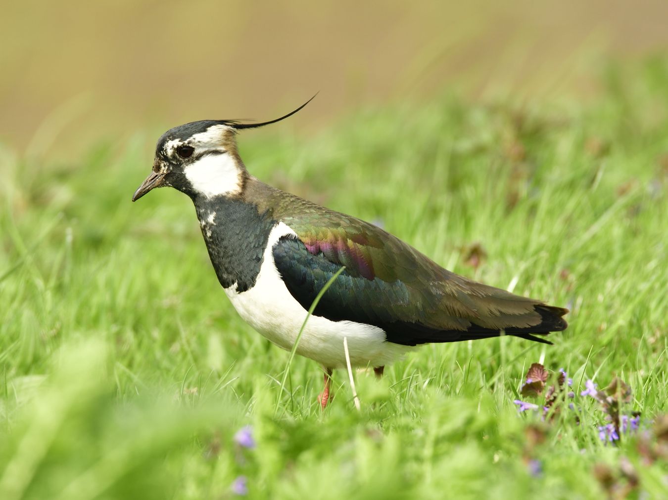 Werbeplakat_Vorstellung_ADEBAR_DReich