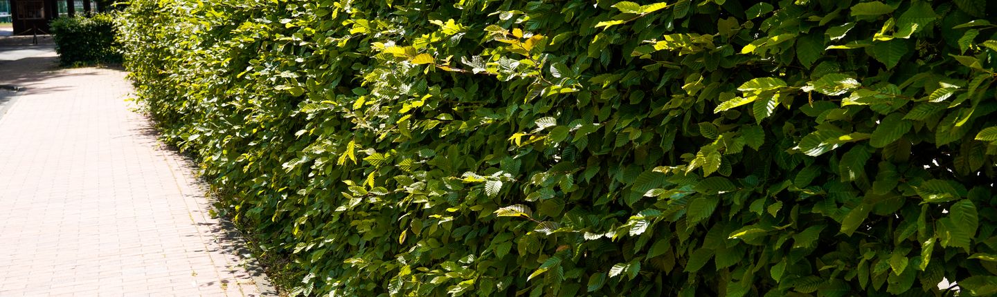Bild einer Hecke