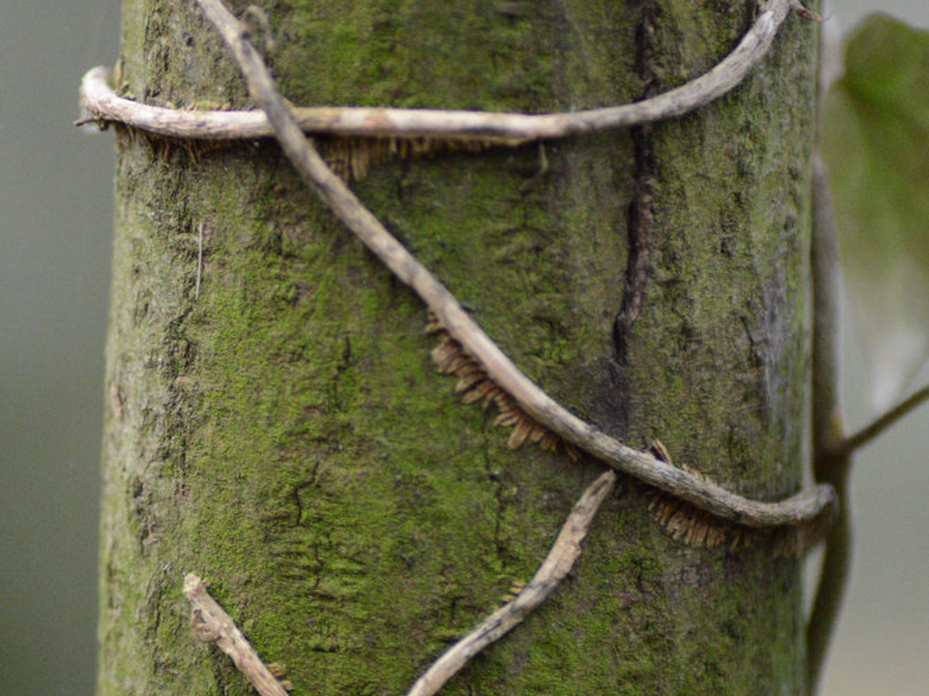 Biologische Station Zwillbrock_U.Heidbuchel