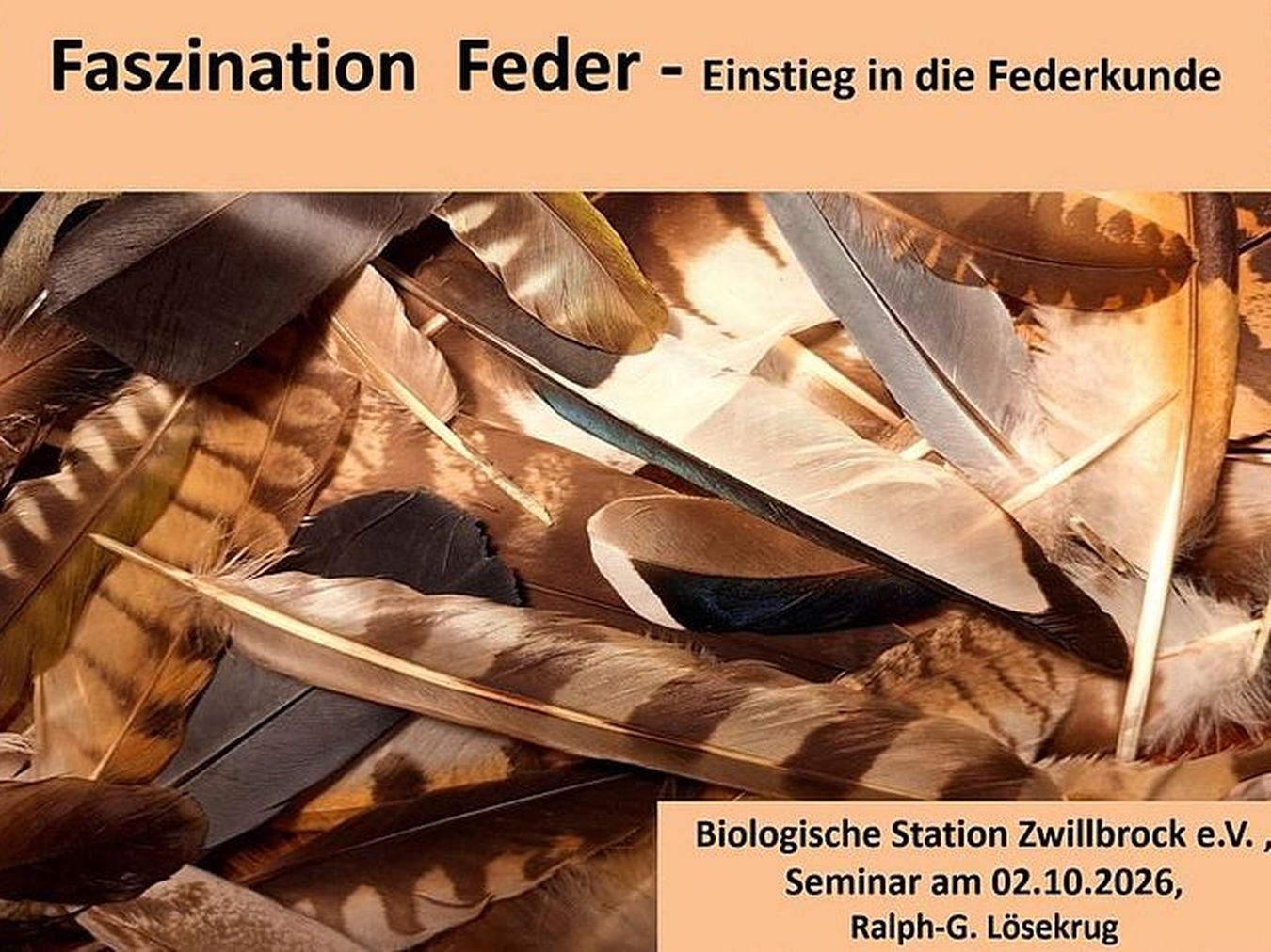 Faszination Feder