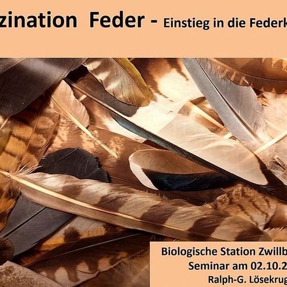 Faszination Feder
