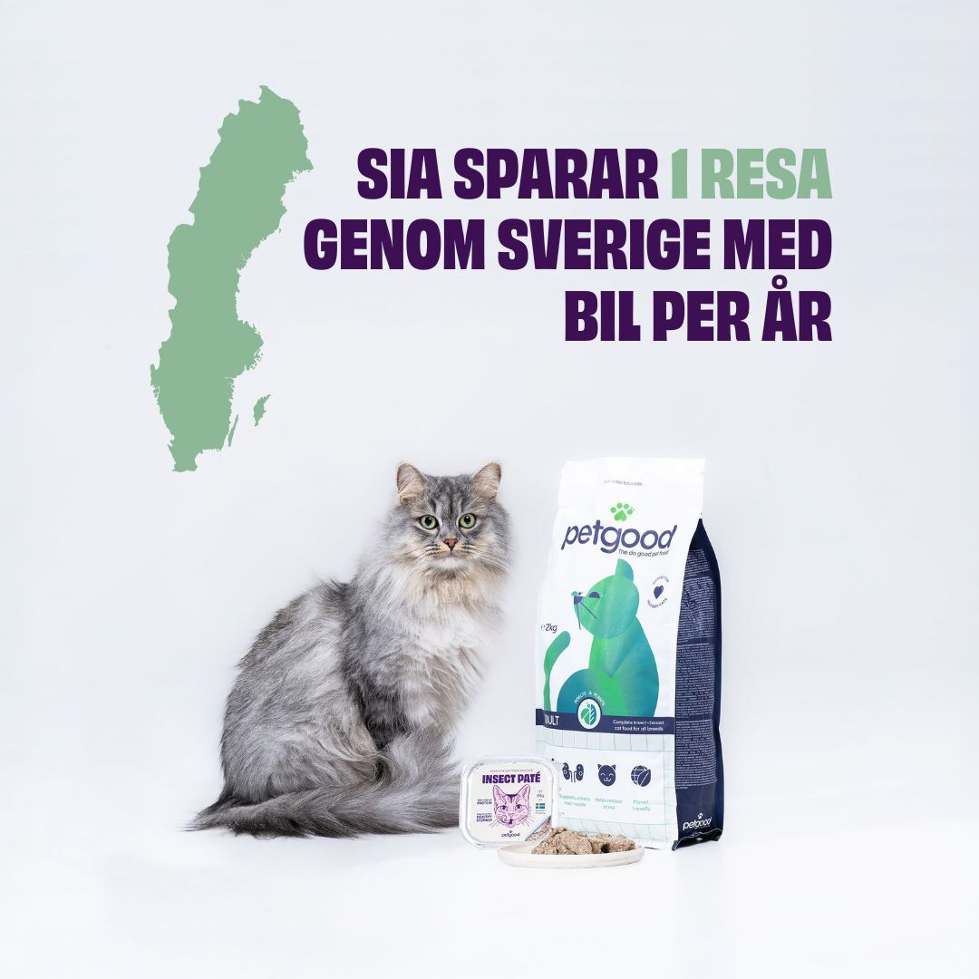 Katt