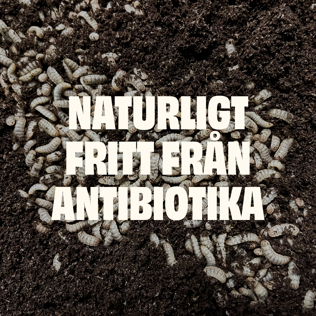 Antibiotikafritt