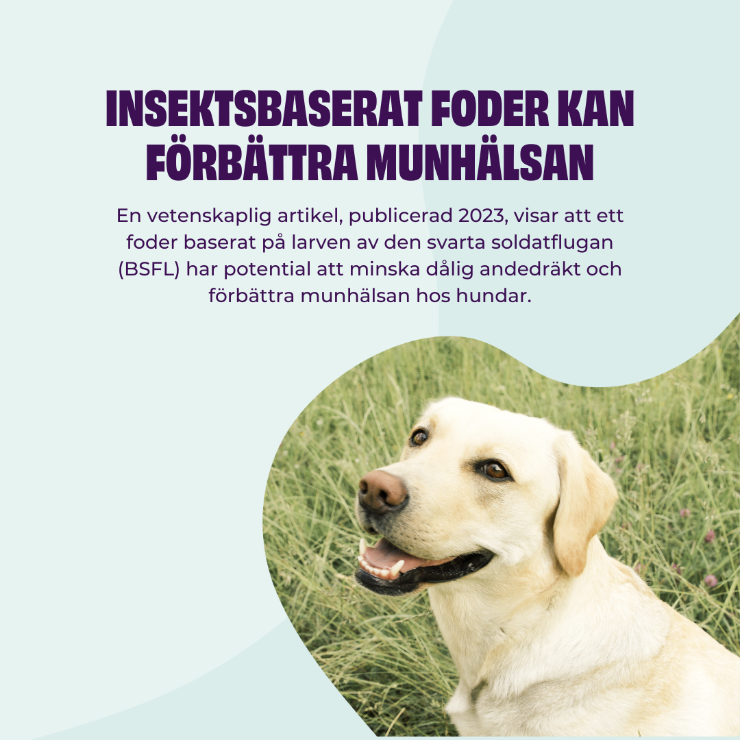 Studie om munhälsa