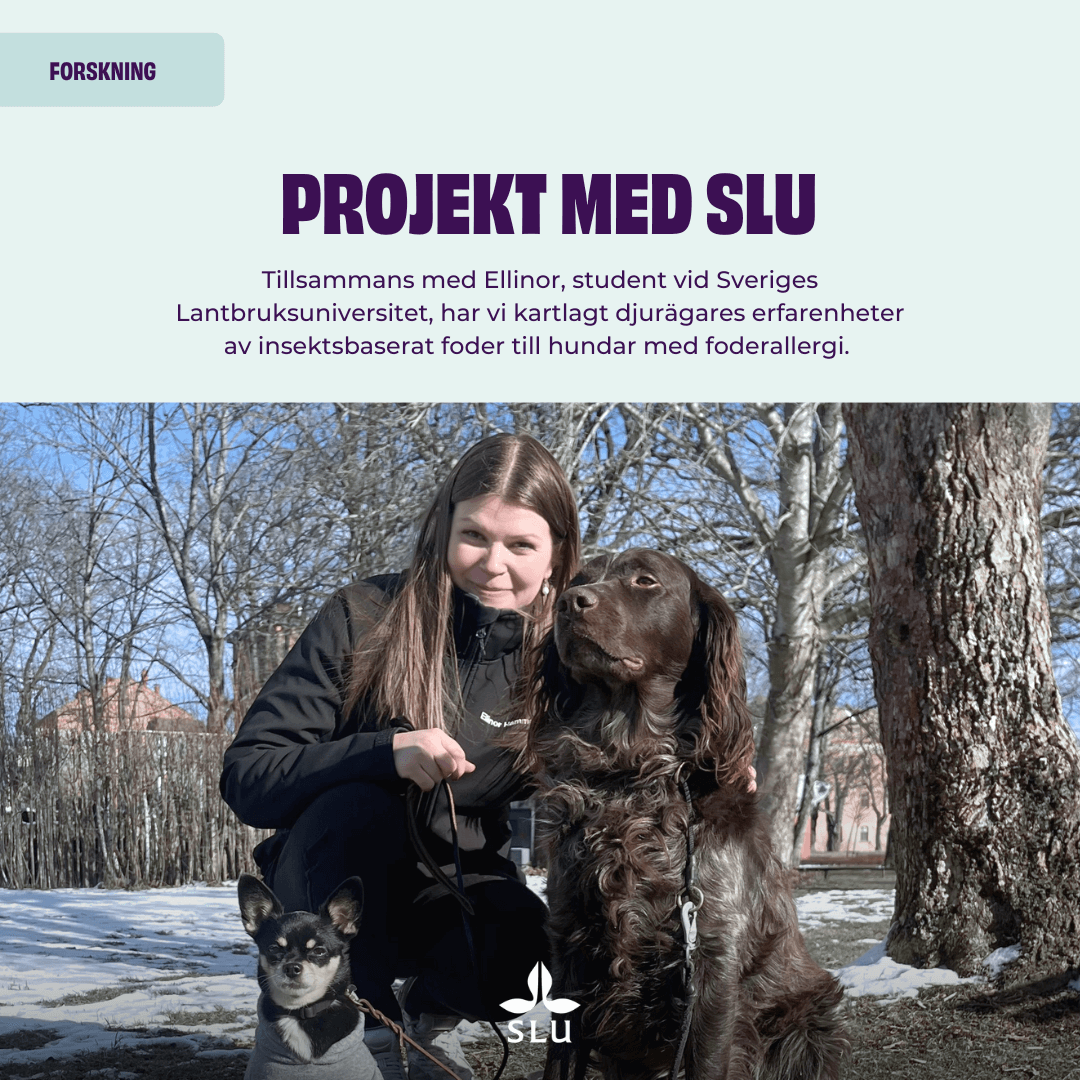 SLU-studien om allergisymtom