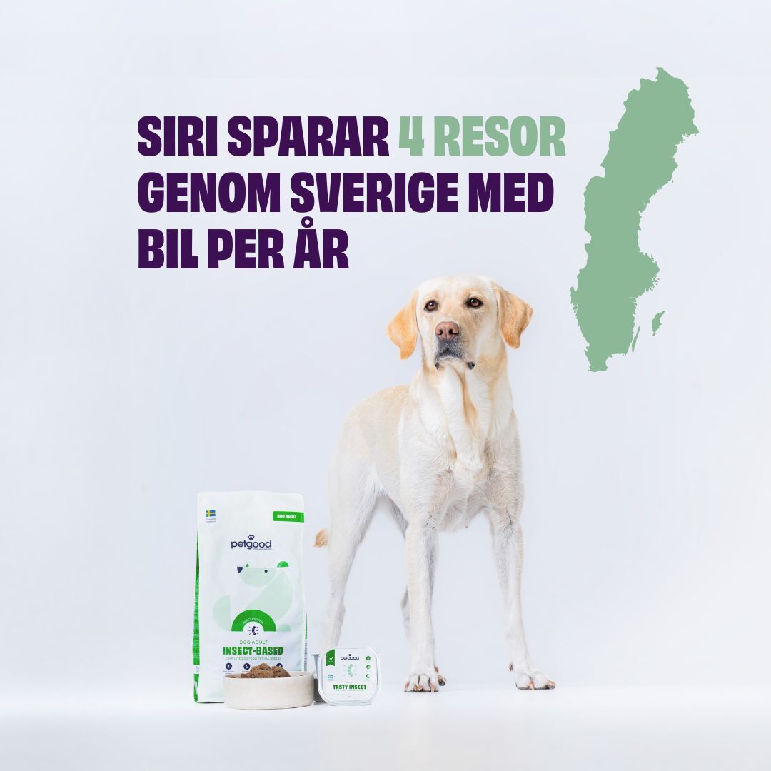 Hund