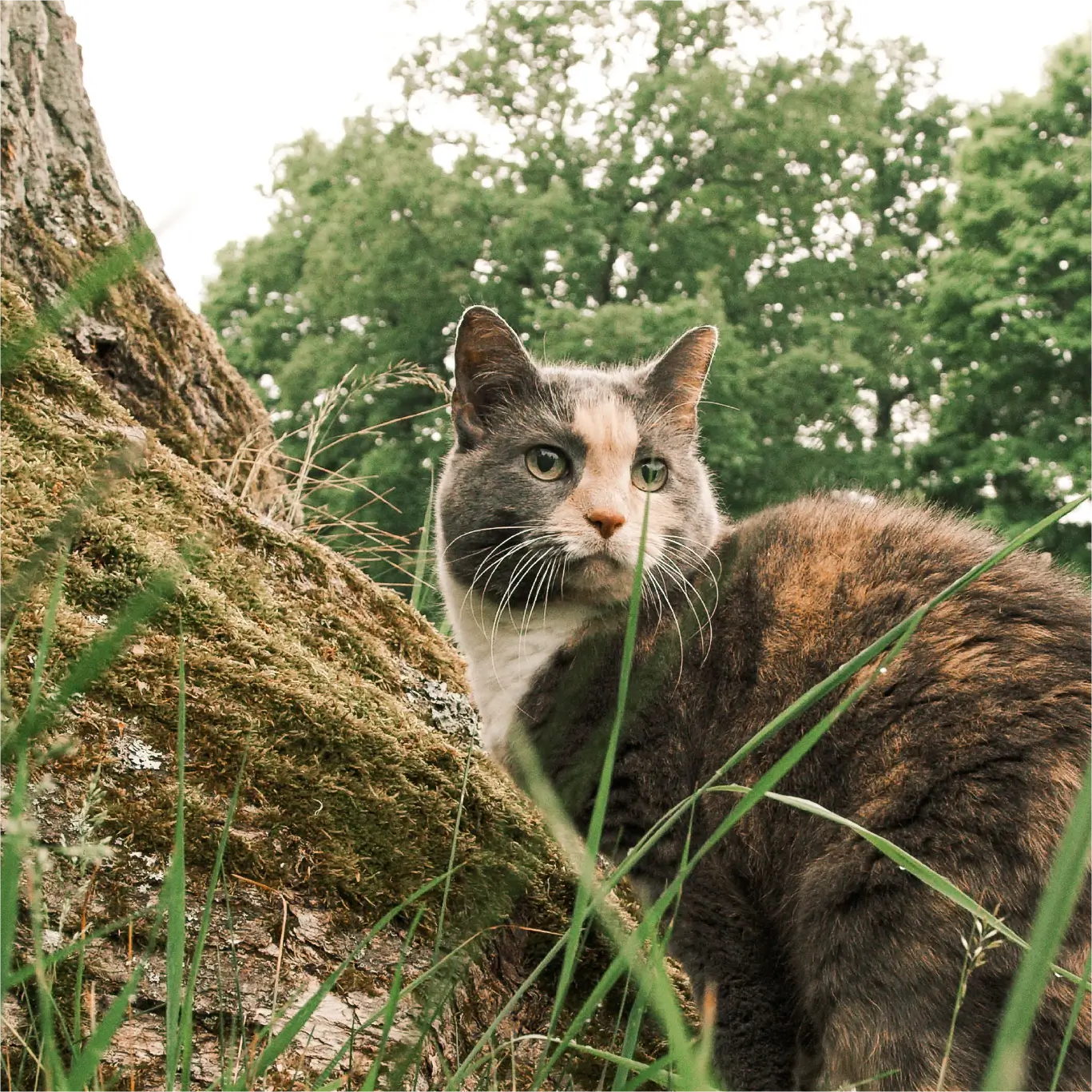 Katt