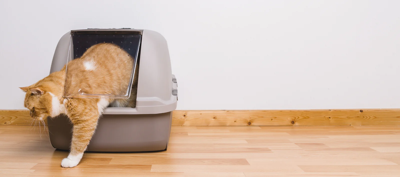 Kan man förebygga urinvägsinfektion hos katt?