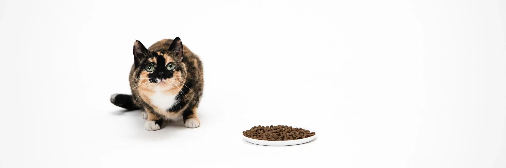 Hur mycket mat ska en katt ha?