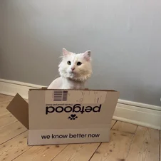 Kokos