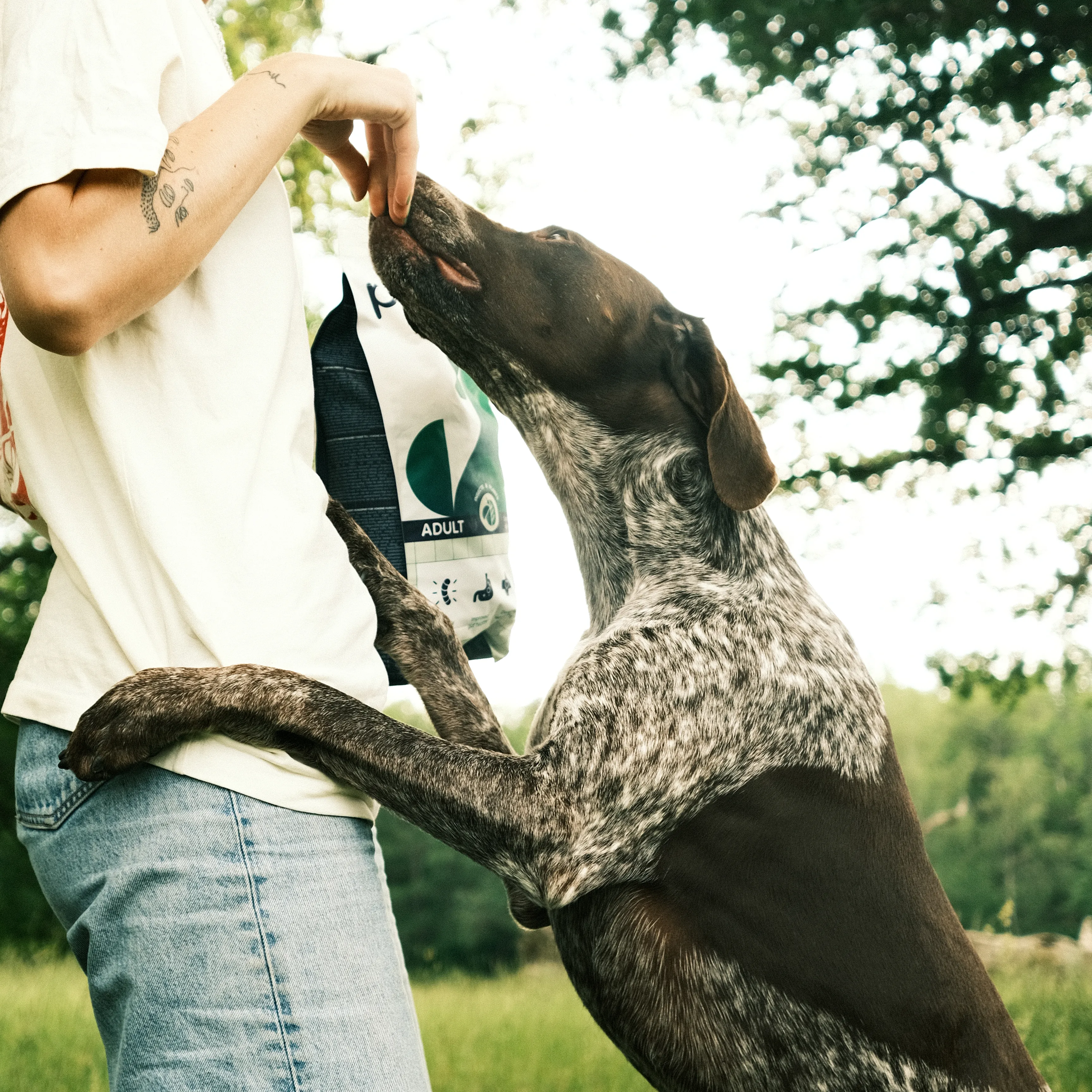 Hund äter Petgood