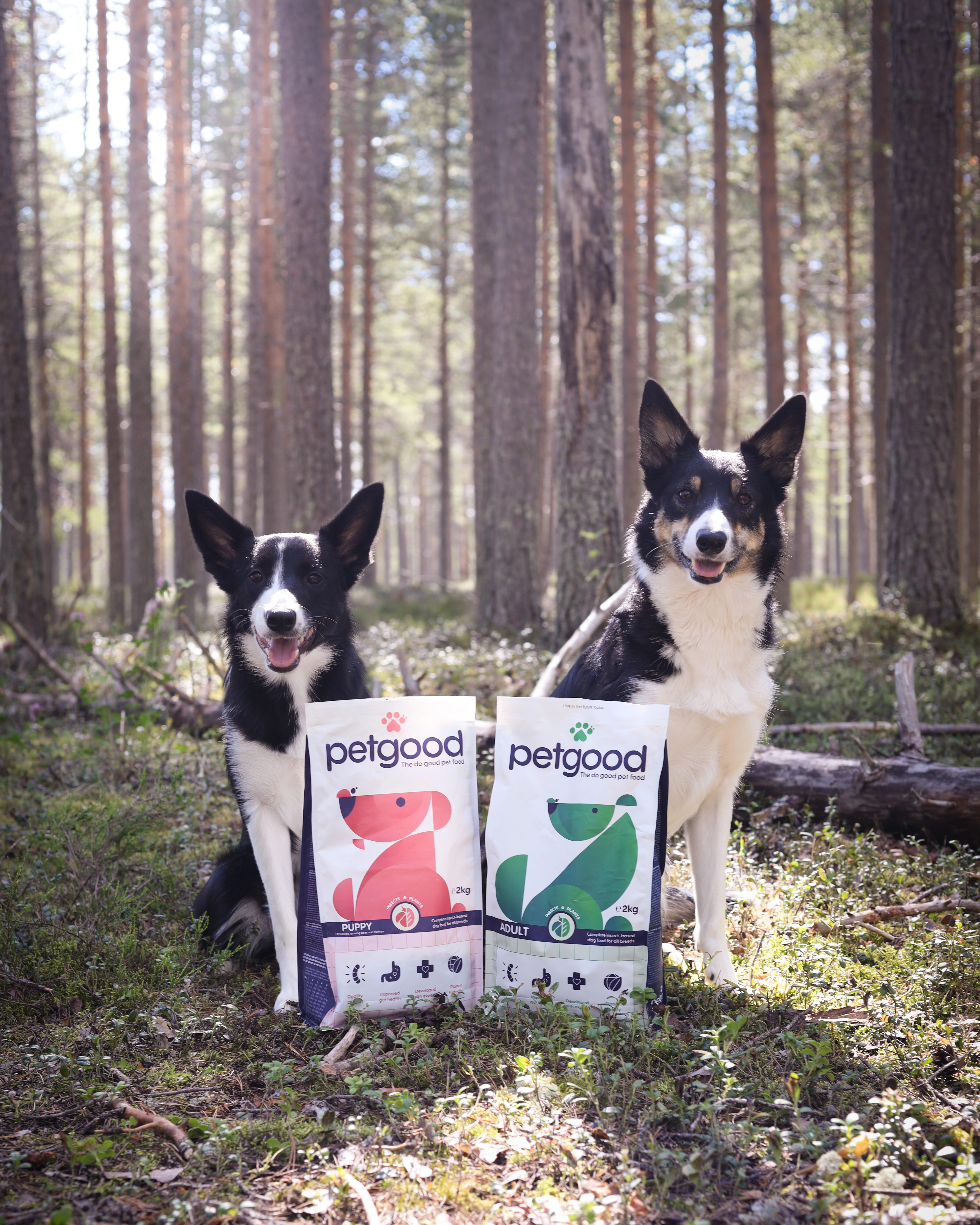Amanda Sjolander med sina border collies