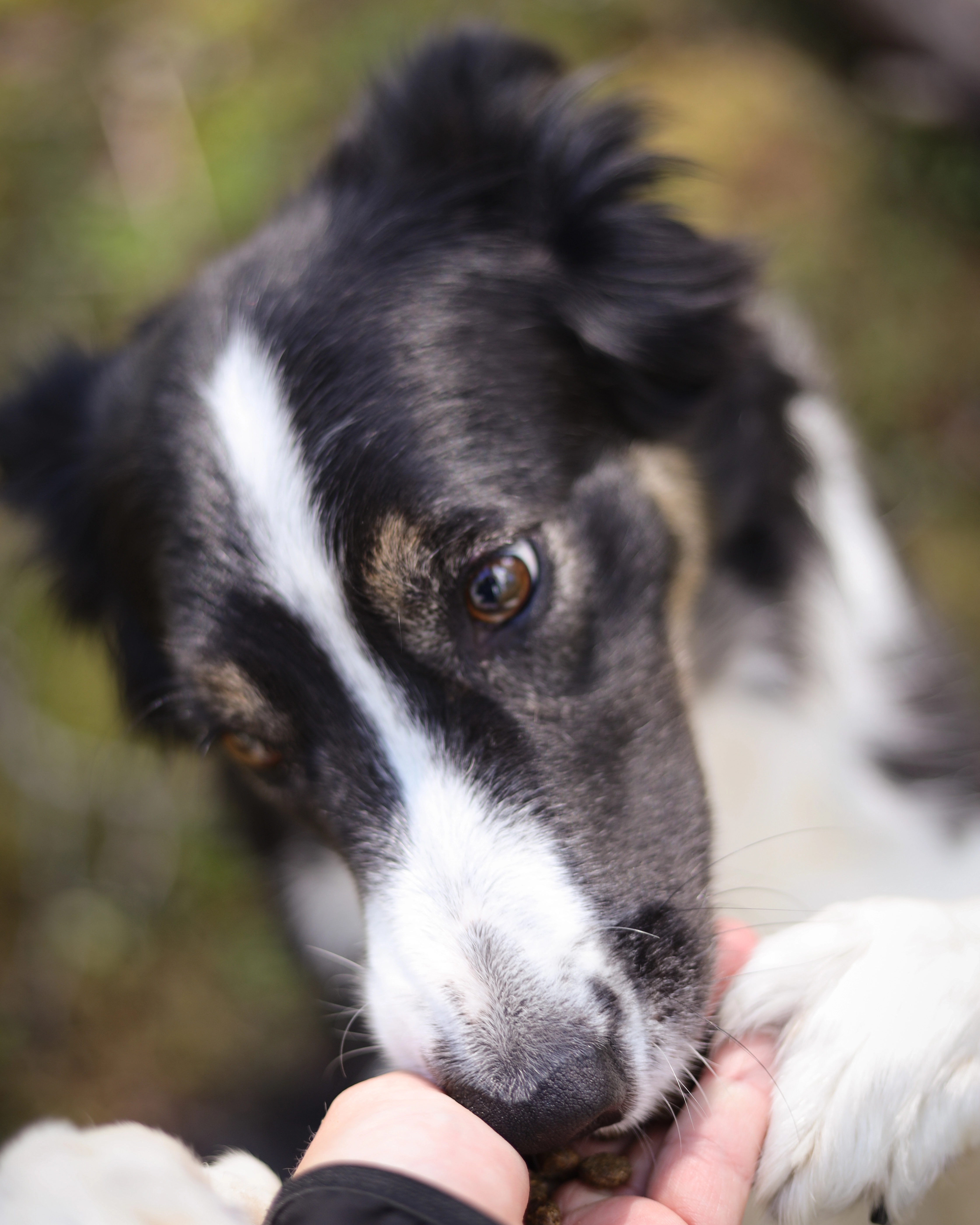 Amanda Sjolander med border collie