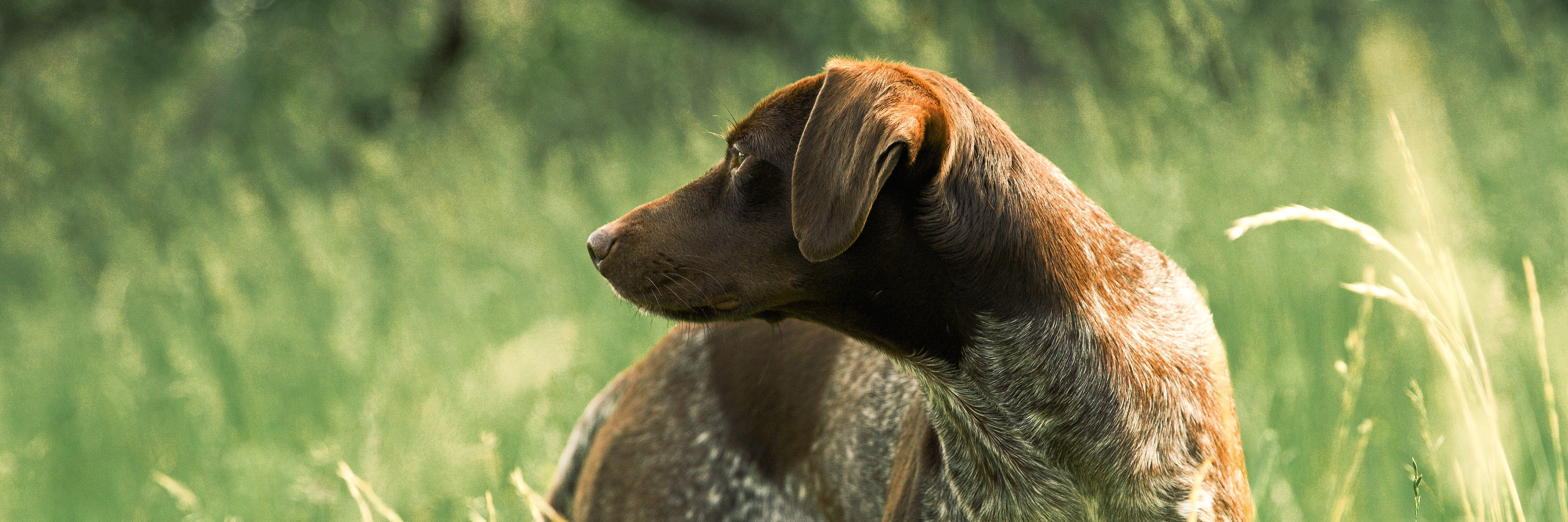 Kan jag ge Petgood till min kastrerade hund?