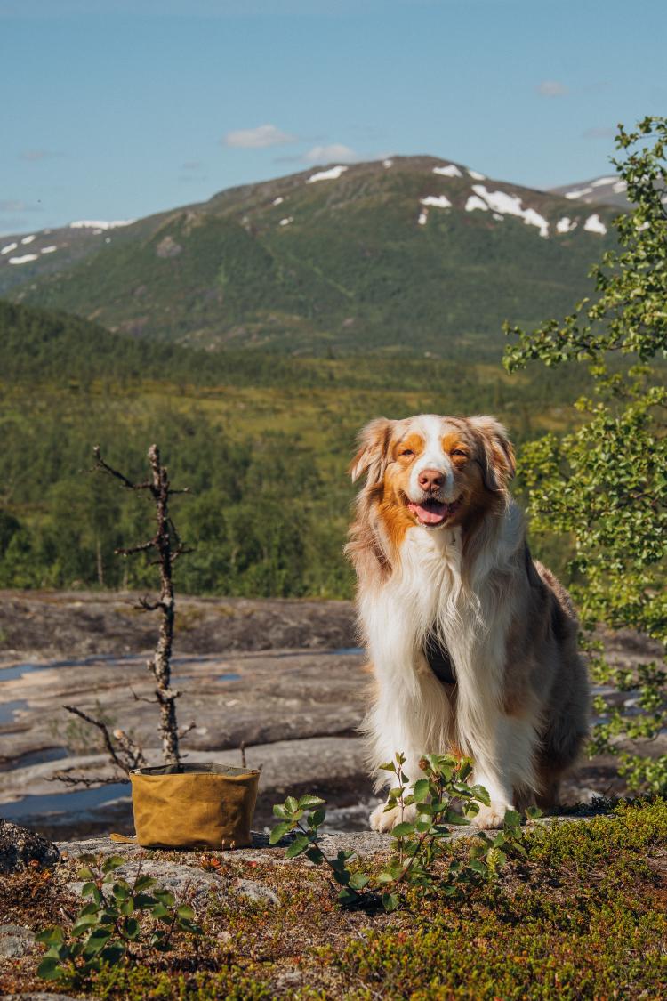 Kiba, mini aussie och Petgood-ambassadör