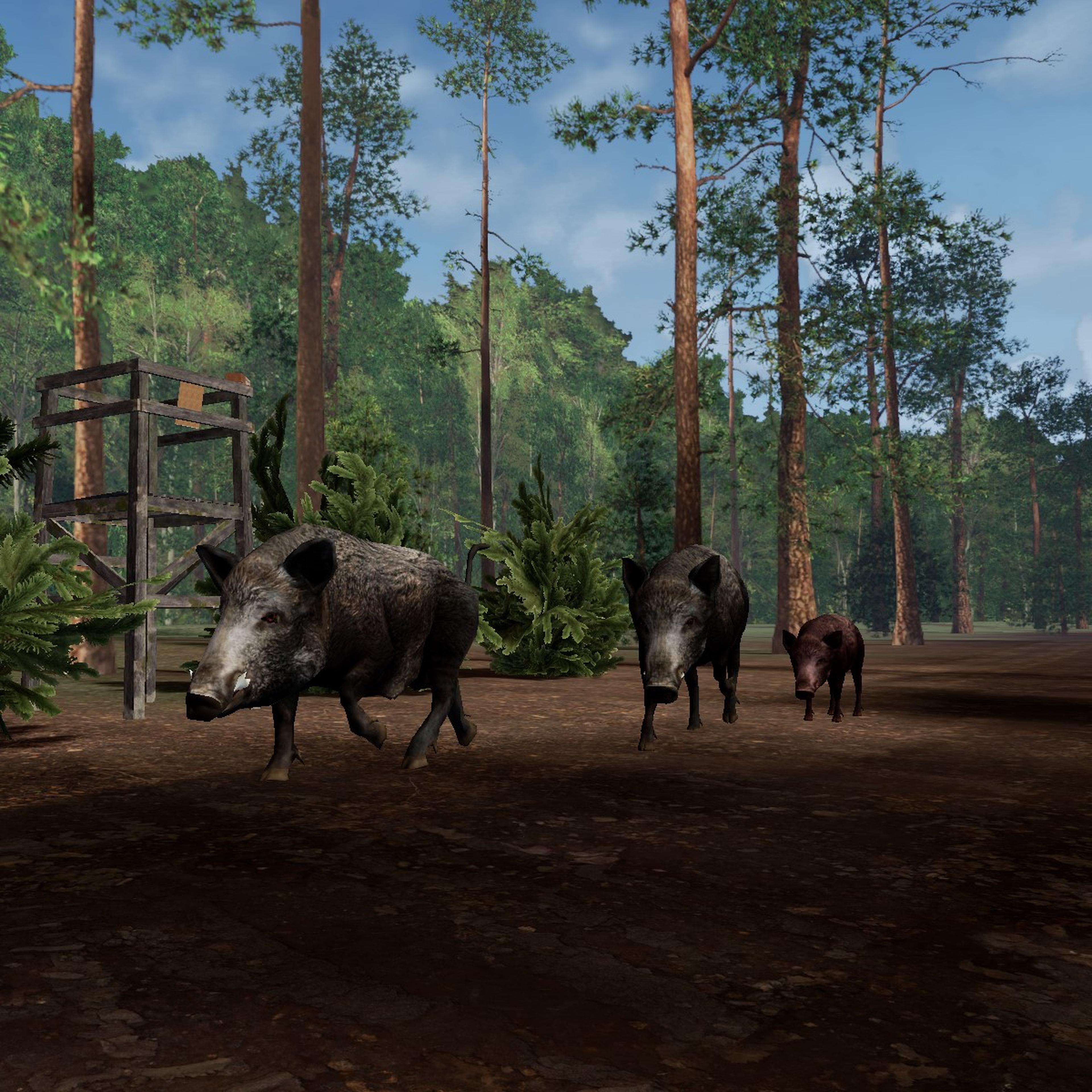 GAIM Wild boar hunting lane group of boars