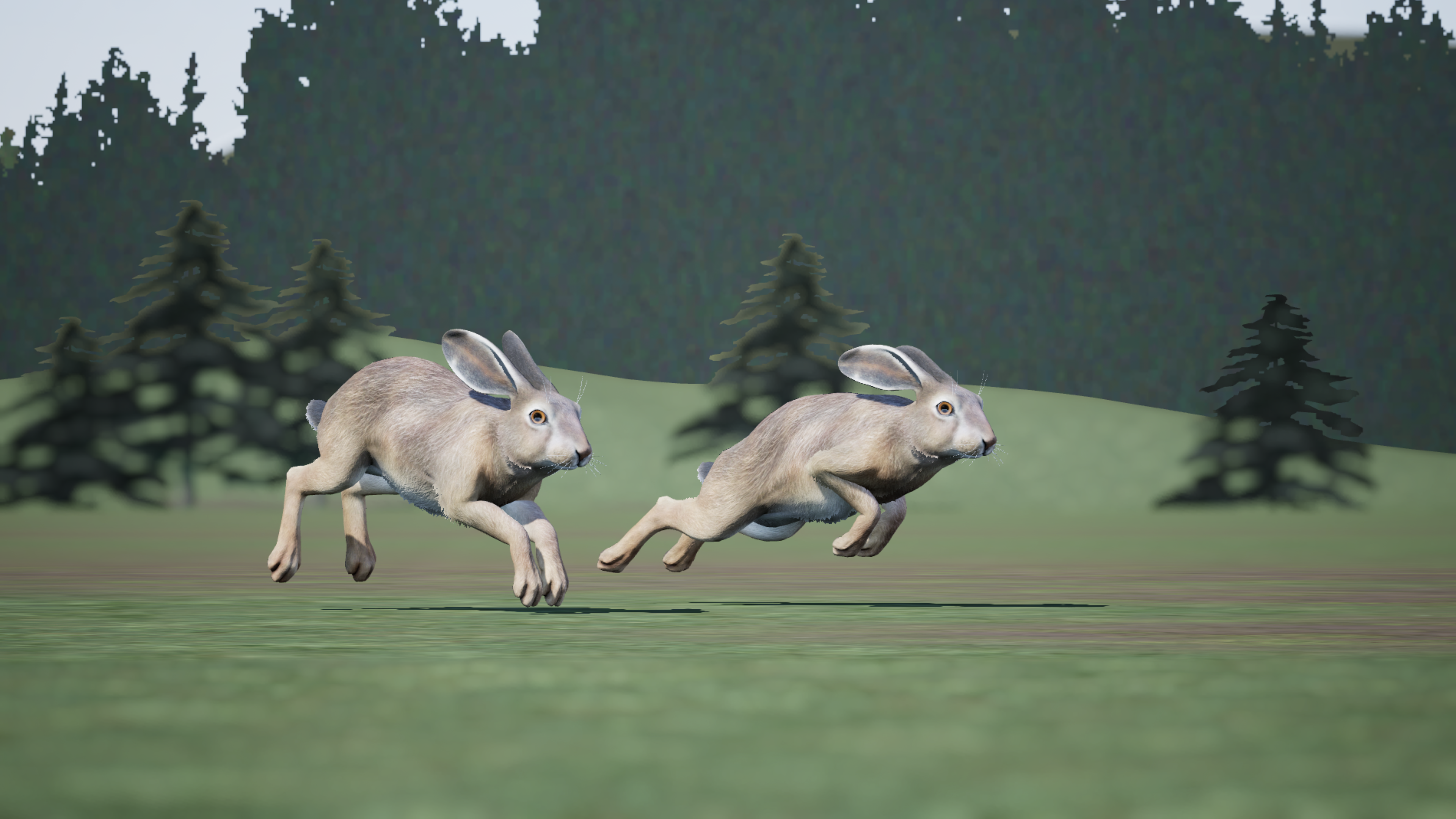 Hares in Rough Shooting
