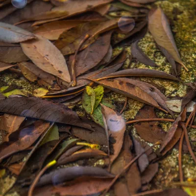 Garden Waste: How to Dispose of it?