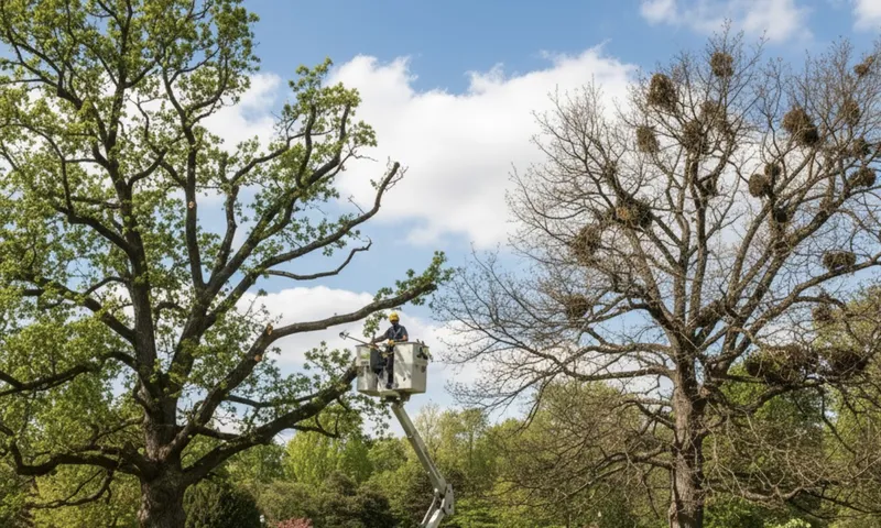 The Benefits of Professional Crown Thinning for Tree Health and Safety