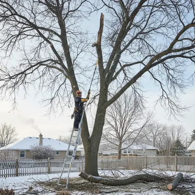 How Seasonal Tree Pruning Keeps Your Garden Healthy All Year Round