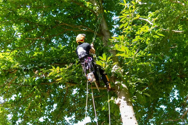 Tree Surgeon Climbing Tree With Harness