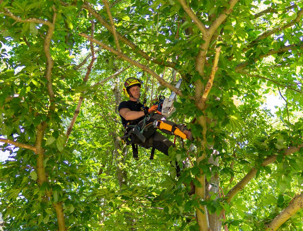 A tree surgeon wearing safety gear and a helmet is climbing a tree with a chainsaw, surrounded by lush green leaves.
