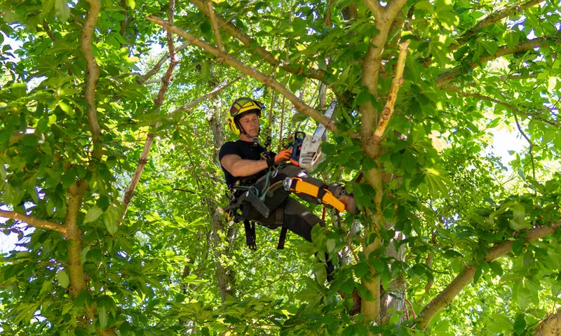 Commercial Pest Treatment Solutions