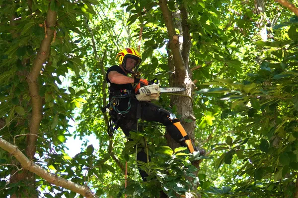 Tree Surgeon In Tree Climbing With Chainsaw