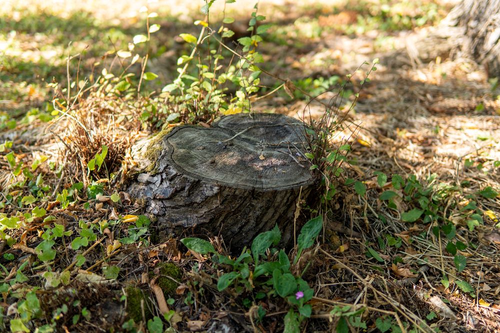 Stump Grinding