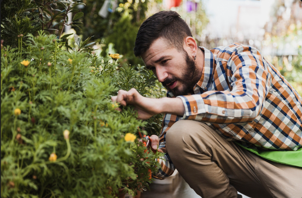 Vegetable Edible Garden Planting