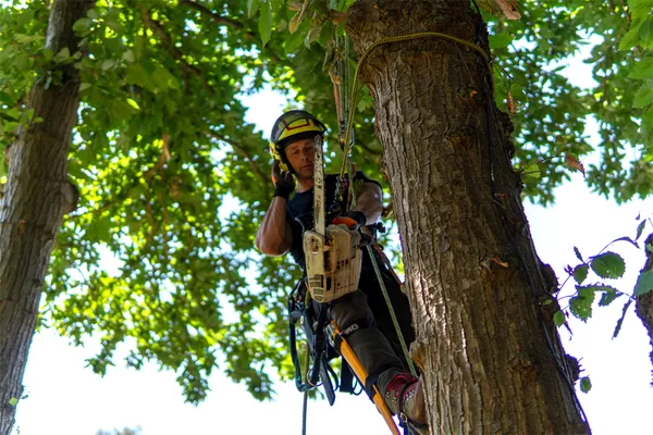 Tree Surgeon Climbing Tree With Chainsaw