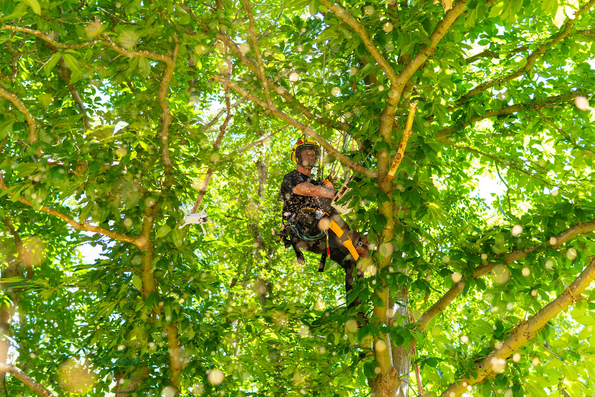 A tree surgeon wearing safety gear climbs a lush green tree, surrounded by dense foliage and sunlight filtering through the leaves.