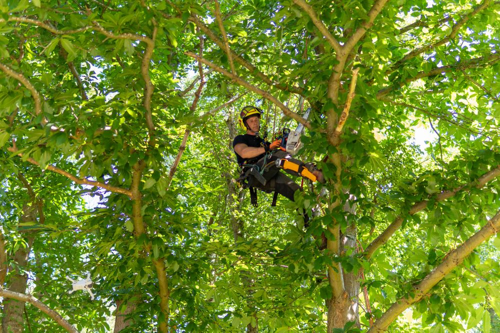 A tree surgeon wearing safety gear and a helmet is climbing a tree with a chainsaw, surrounded by lush green leaves.
