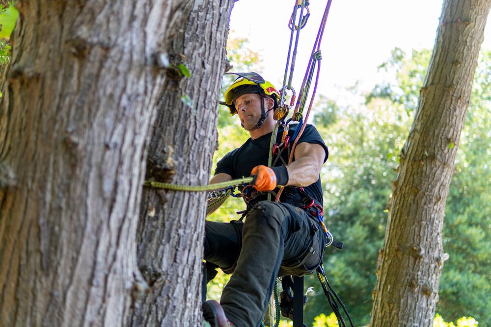 Tree Surgeon Climbing Tree