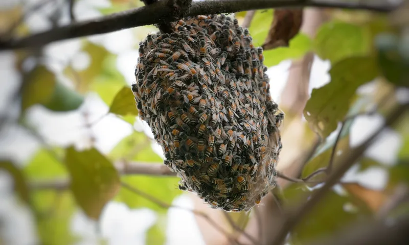 Wasp Control for Businesses and Commercial Properties