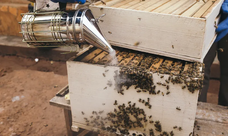 Safe & Fast Wasp Nest Removal Near You