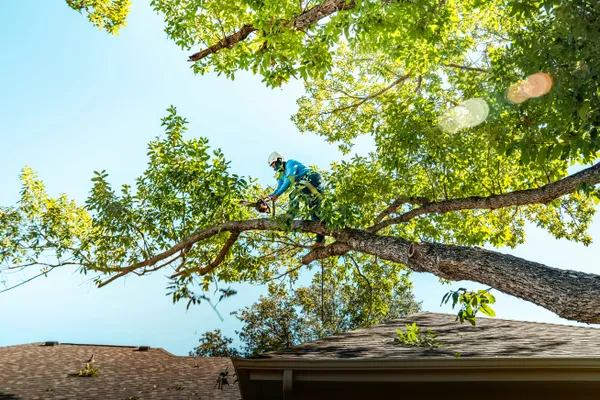 Tree Surgeon In Tree