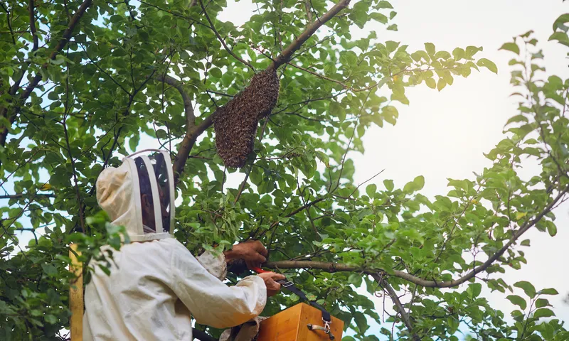 Emergency Wasp Nest Removal